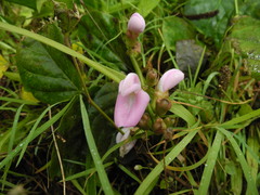 Canavalia cathartica