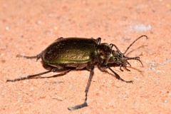 Calosoma schayeri