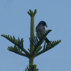 Aphelocoma woodhouseii