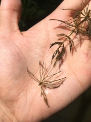 Ceratophyllum echinatum
