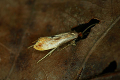 Tinea semifulvella