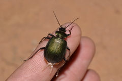 Calosoma schayeri