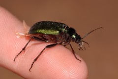 Calosoma schayeri