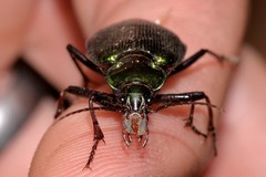 Calosoma schayeri