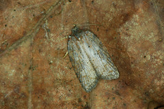 Acleris sparsana