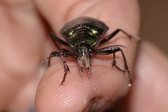 Calosoma schayeri