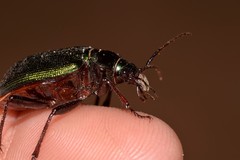 Calosoma schayeri