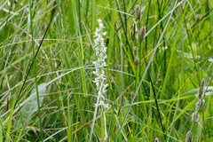 Platanthera dilatata leucostachys