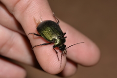 Calosoma schayeri