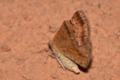 Paramelora lychnota