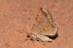 Paramelora lychnota