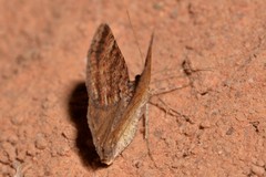 Paramelora lychnota