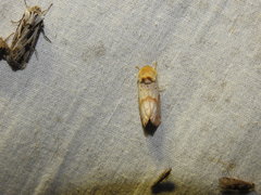 Mycteroplus puniceago