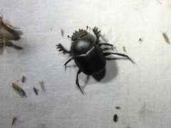 Scarabaeus typhon