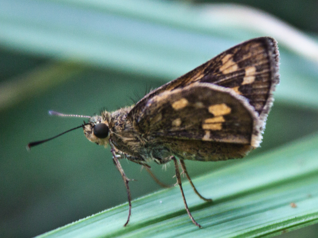 pallid dart