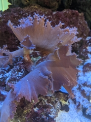 Sinularia brassica