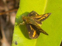 Potanthus pallida