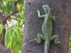 Iguana iguana