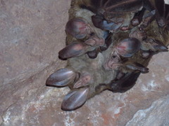 Chrotopterus auritus