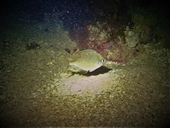 Parequula melbournensis