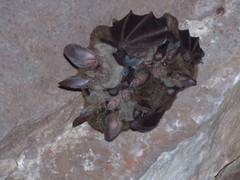 Chrotopterus auritus