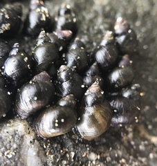 Littorina scutulata