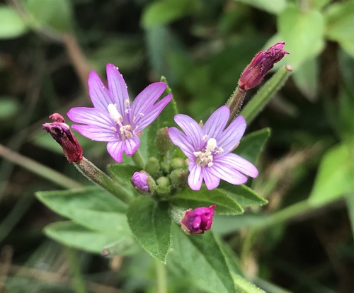 Epilobium ciliatum