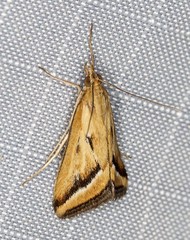 Achyra massalis