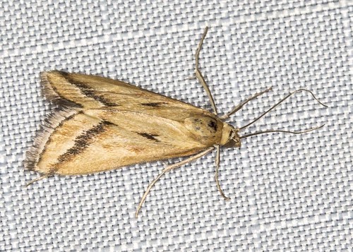 Achyra massalis (Walker, 1859)