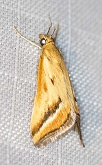 Achyra massalis