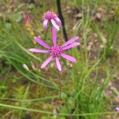 Senecio cymbalarifolius