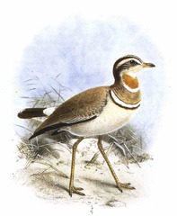Jerdon's Courser photo 3