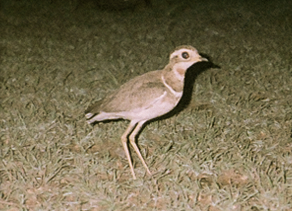 Jerdon's Courser illustration