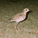 Jerdon's Courser - Photo (c) PJeganathan, some rights reserved (CC BY-SA)