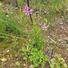 Senecio cymbalarifolius