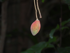Sterculia lanceolata