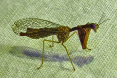 Leptomantispa pulchella