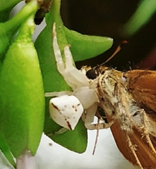 Thomisus spectabilis