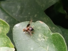 Anomoia purmunda