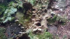 Panellus pusillus