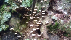 Panellus pusillus