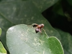 Anomoia purmunda