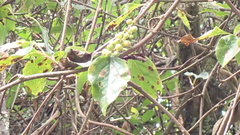 Schisandra arisanensis