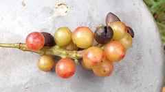 Schisandra arisanensis