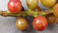 Schisandra arisanensis