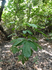 Melicope lunu-ankenda