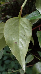 Schisandra arisanensis