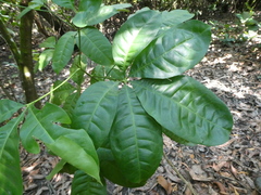 Melicope lunu-ankenda