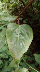Schisandra arisanensis