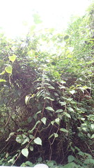 Schisandra arisanensis